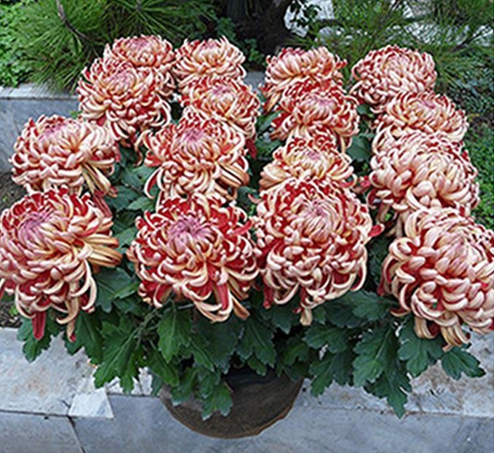 紅繡球菊花盆花